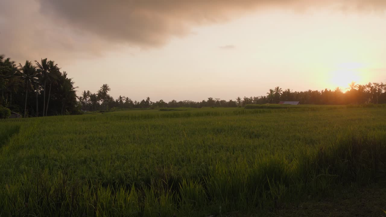 Rice fields in Bali at sunset | Premium Stock Video Footage