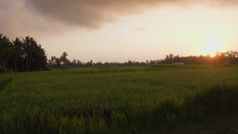 Reisfelder-Auf-Bali-Bei-Sonnenuntergang