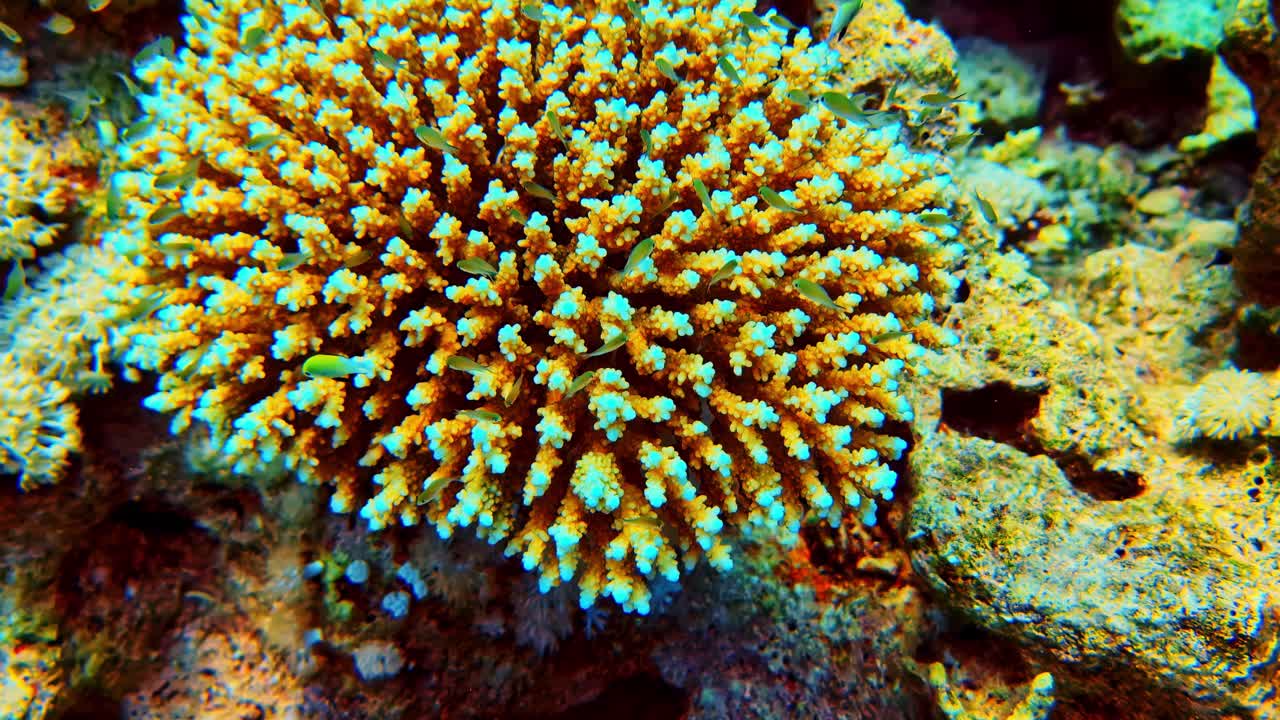 Primo piano vivido di una barriera corallina sottomarina che mostra la biodiversità marina