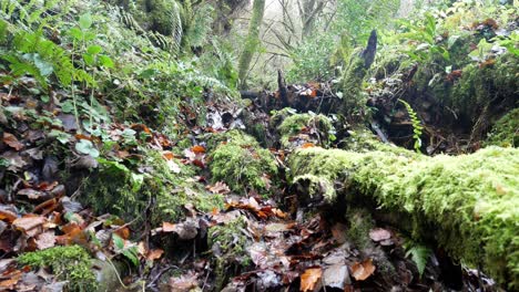 Dense-lush-autumn-foliage-woodland-waterfall-in-rural-countryside-wilderness-dolly-right