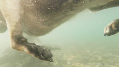 Deutscher-Schäferhund-Schwimmt-Unter-Wasser-Von-Unten