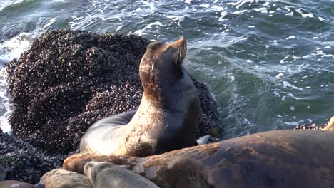 Schläfriger-Seelöwenbulle-Gähnt-Und-Döst-In-Monterey-Bay,-Kalifornien