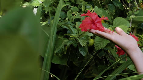 el hibisco rojo en la mano