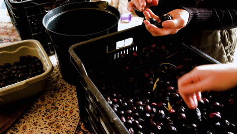 top view of two women sorting the firmest pitted black olives from a batch