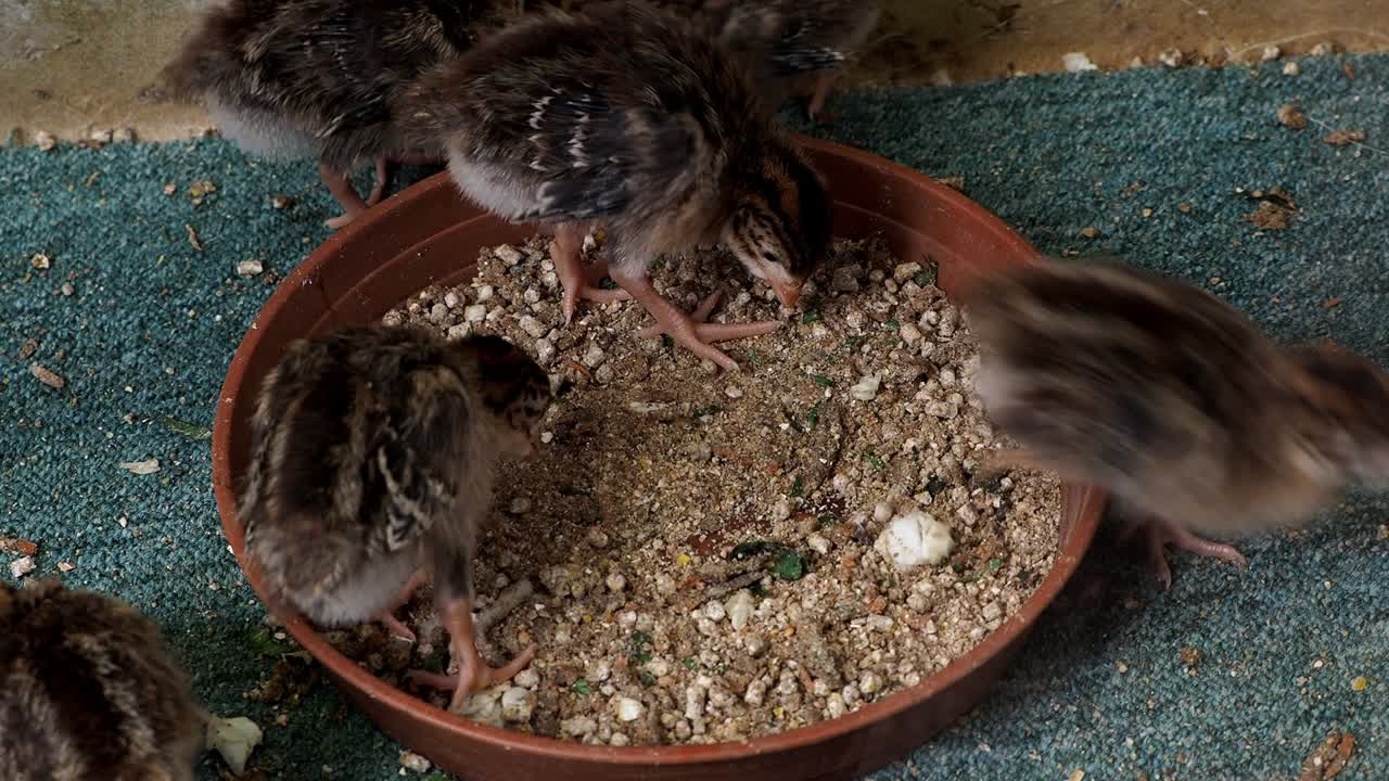 Küken fressen (Numida meleagris), schöne Perlhühner.