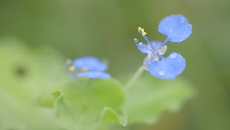 靠近藍色花朵和早晨的露水