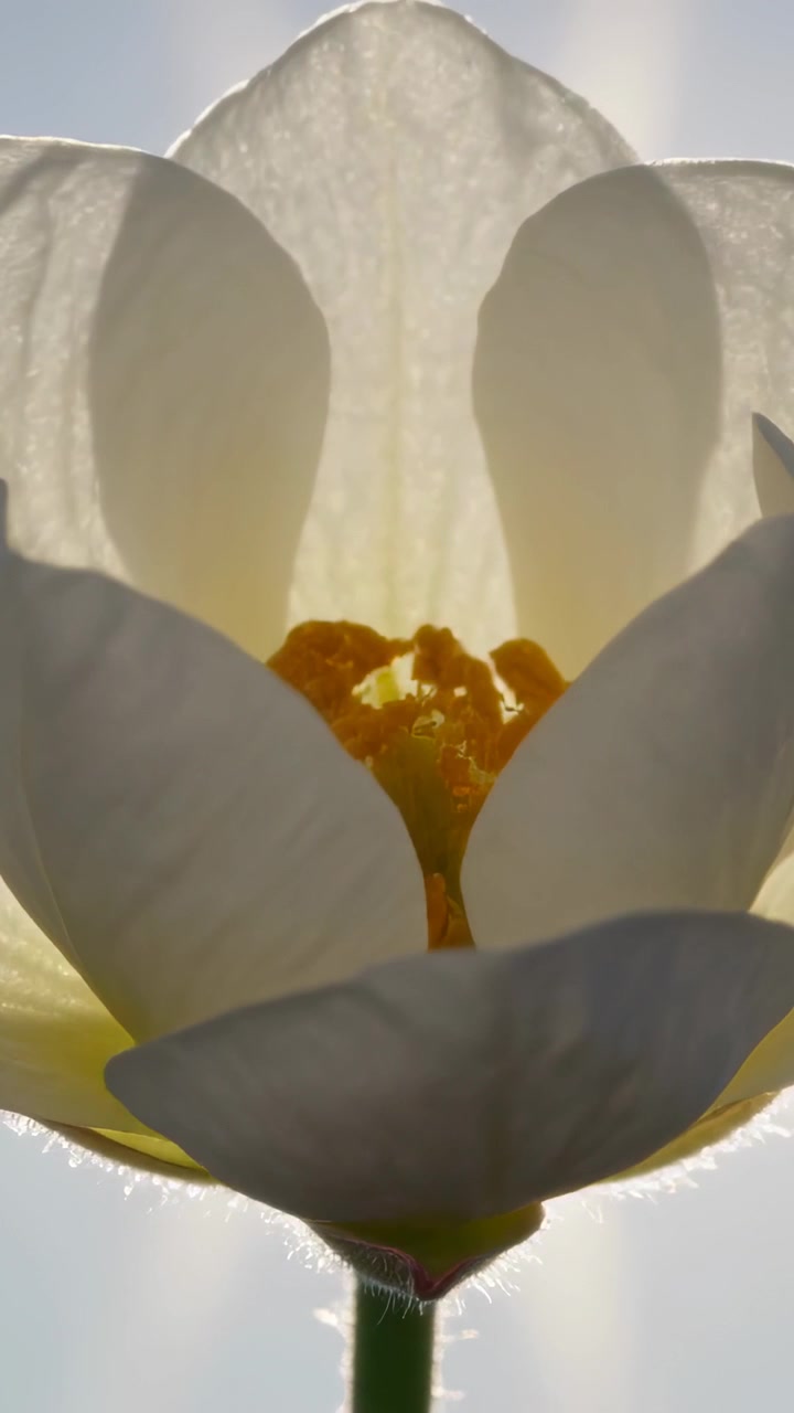 Video verticale: Fiore bianco che si apre al sole in giardino, rivelando stami gialli che rilasciano polline