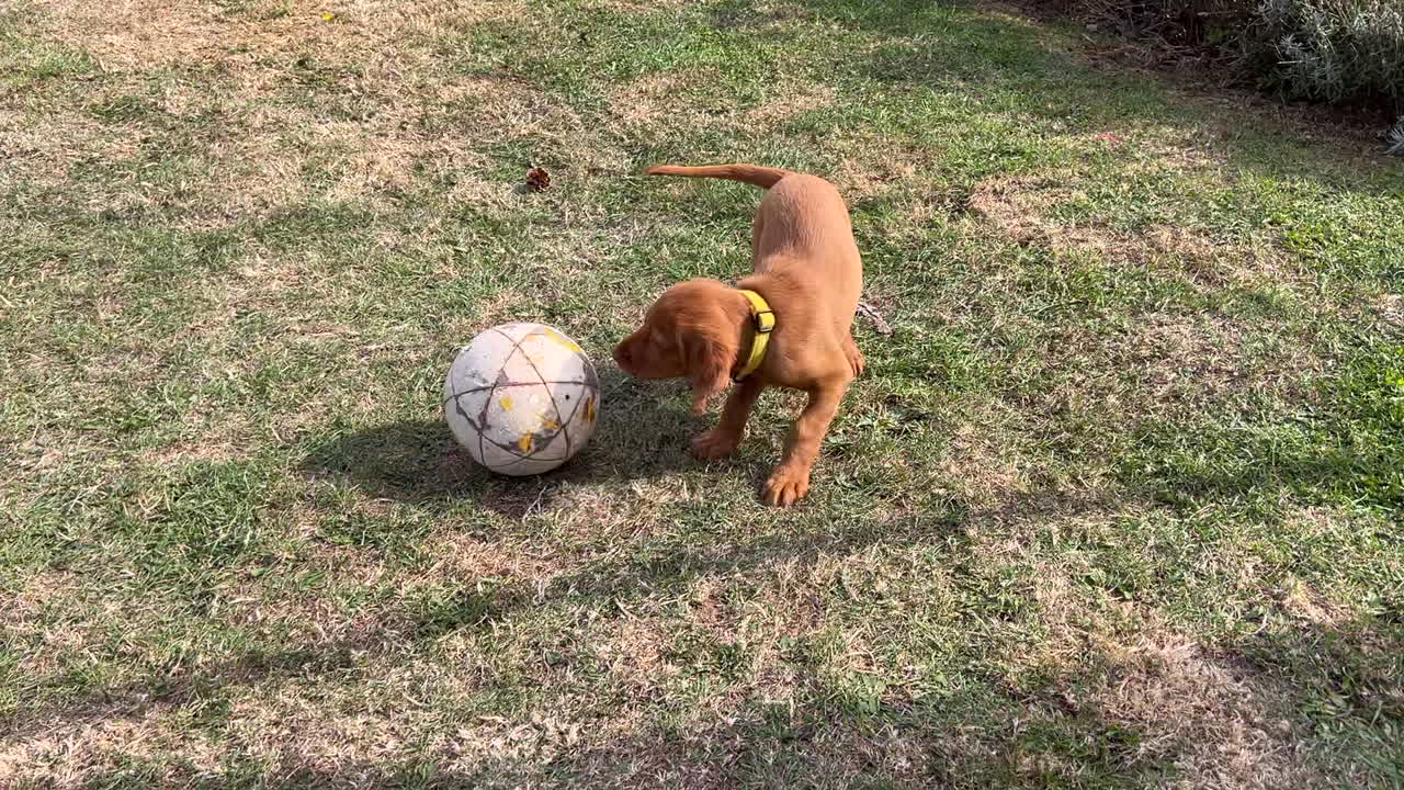 Cucciolo di Vizsla ungherese che gioca in giardino in una giornata di sole