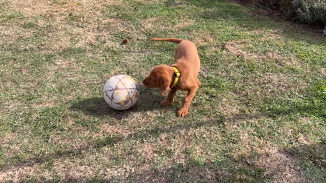 Hungarian-Vizsla-puppy-playing-in-the-garden-on-a-sunny-day