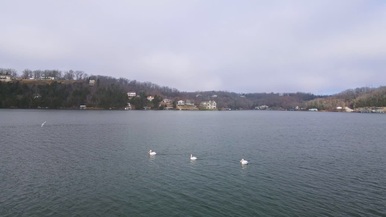 미주리 주 오자크 호수 수면에 떠 있는 새들 - 공중