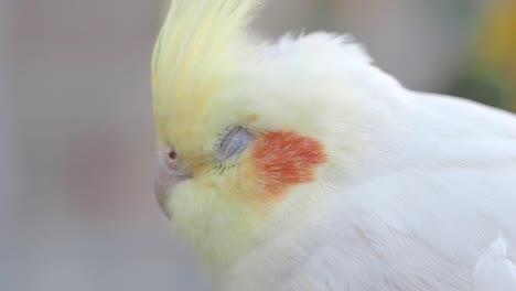 sleepy cockatoo