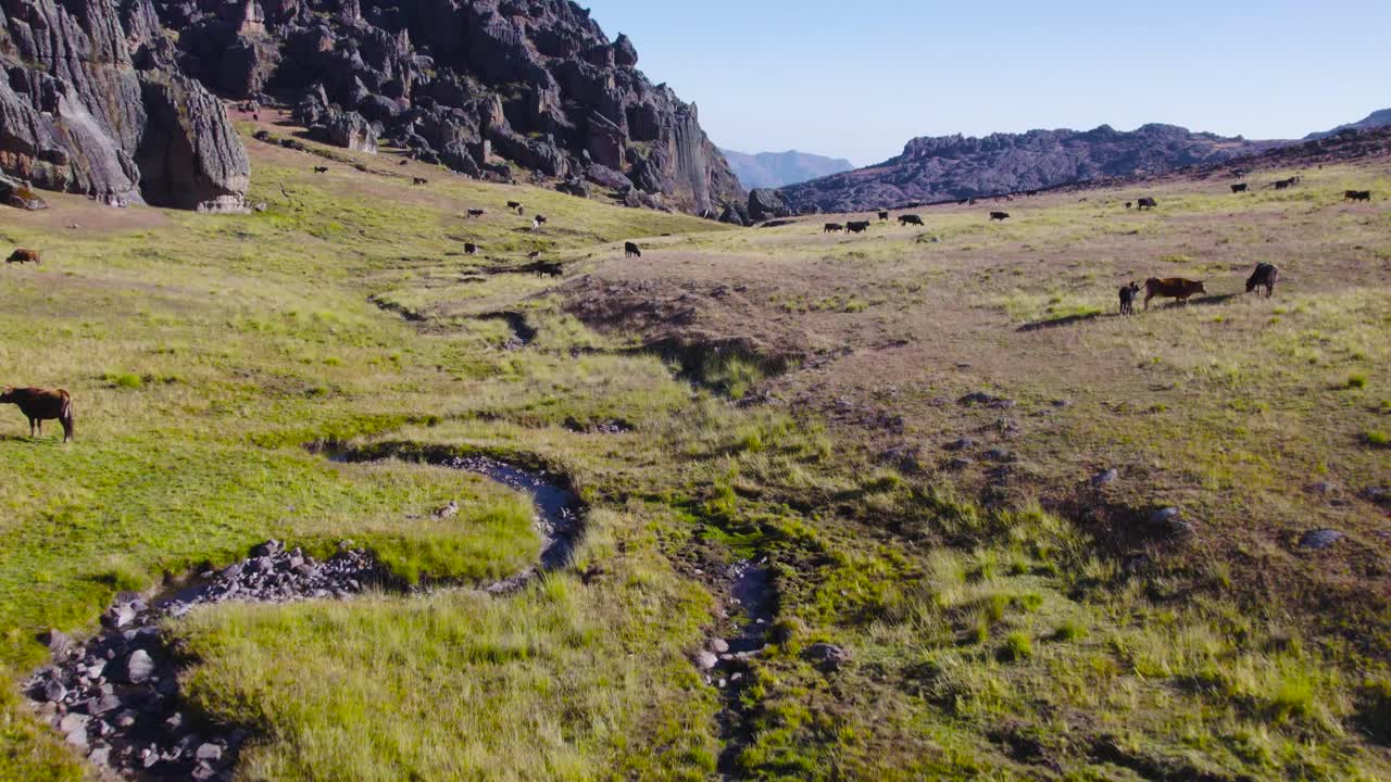 rebaño de vacas pastando en un prado verde en la gran cueva de huaraz, perú