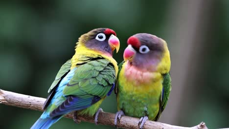 close-up video of two colorful parrots perched on a branch, showcasing vibrant feathers and intimate