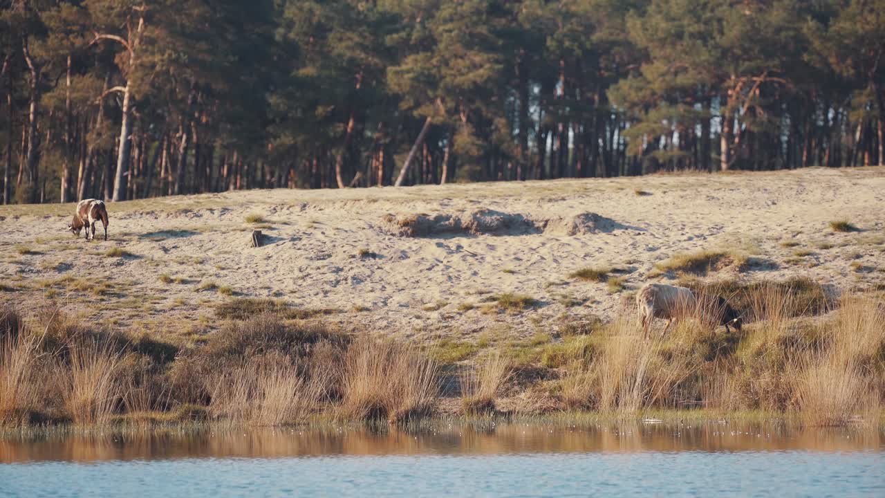 utrechtse heuvelrug 국립공원의 갈대가 있는 수로 근처에서 풀을 뜯고 있는 외로운 말