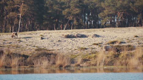 Einsames-Pferd,-Das-In-Der-Nähe-Einer-Wasserstraße-Mit-Schilf-Im-Nationalpark-Utrechtse-Heuvelrug-Weidet