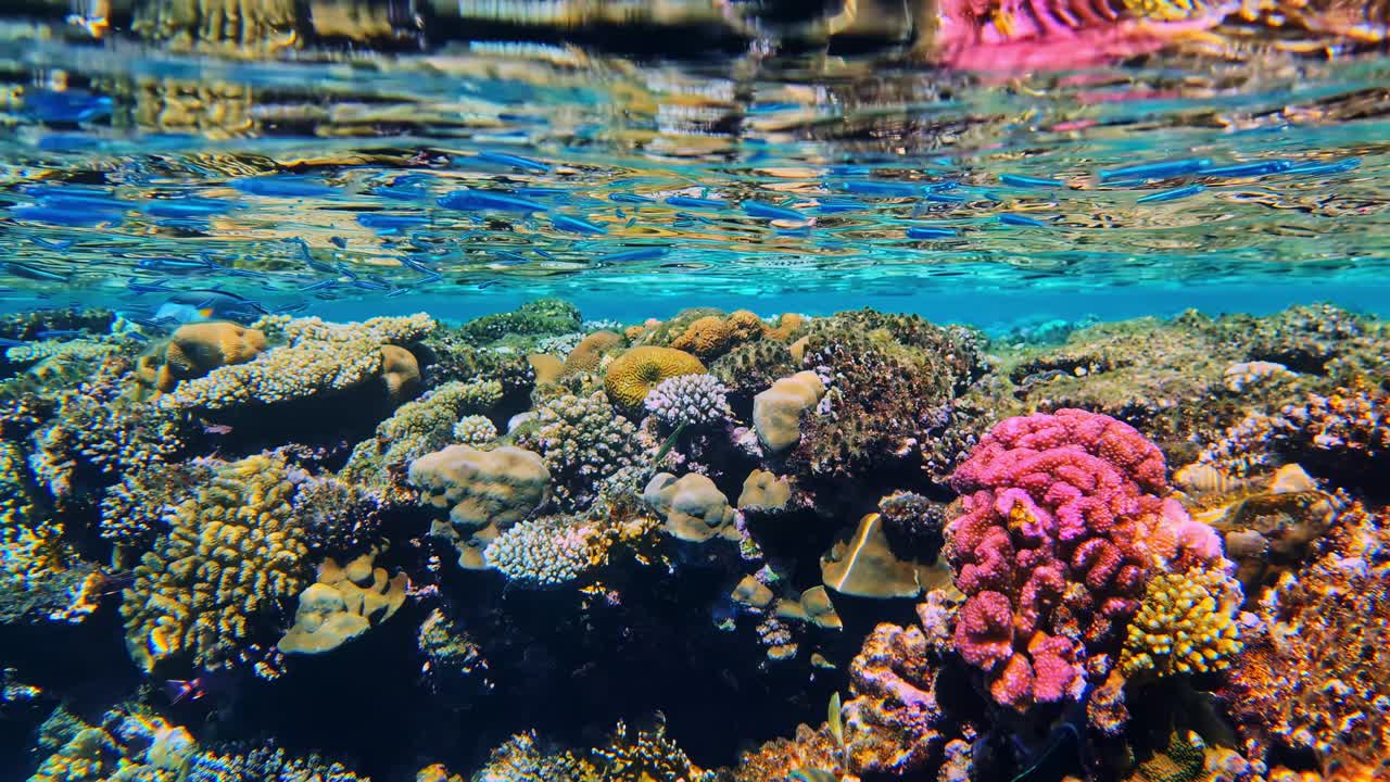 Colorful coral reef underwater with calm ocean surface reflection