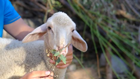 farmer feeding lamb