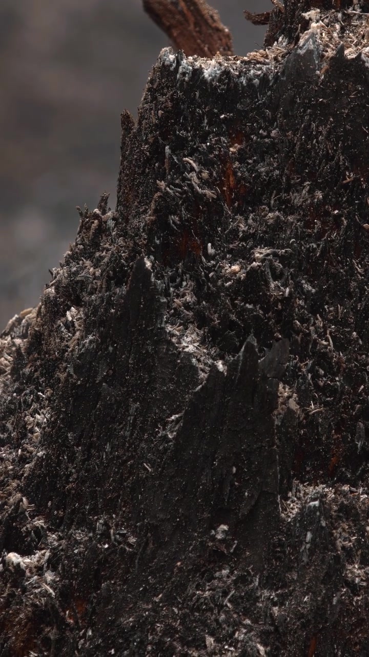 Vista macro della superficie bruciata di un tronco e cenere, motivi carbonizzati dettagliati e residui crostosi evidenziano la texture
