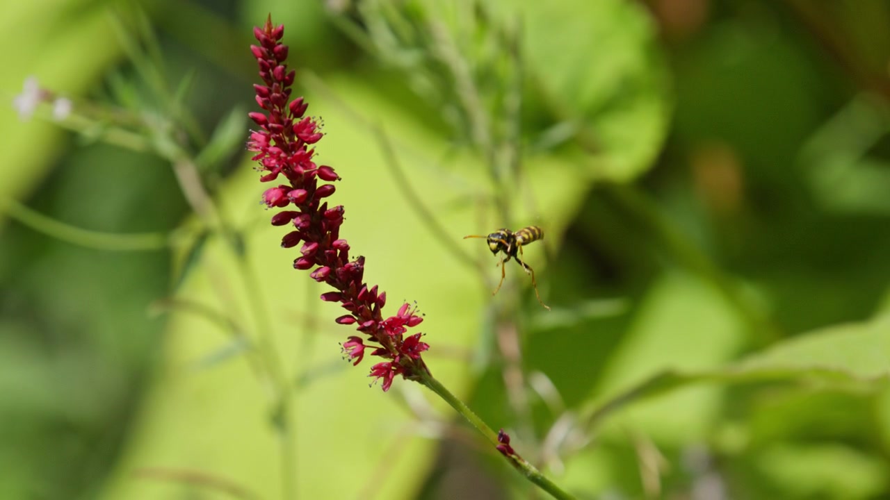Slomo closeup of European paper wasp flapping its wings by red flower