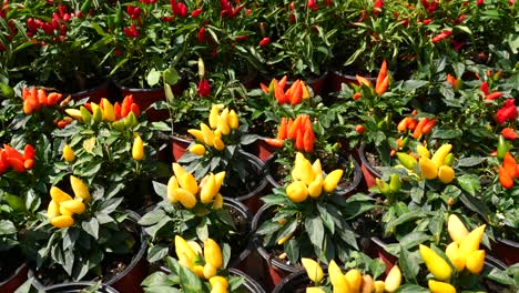 red and yellow pepper plants