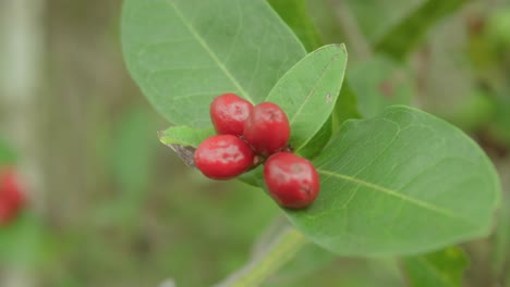 close-up of red berries on green leaves