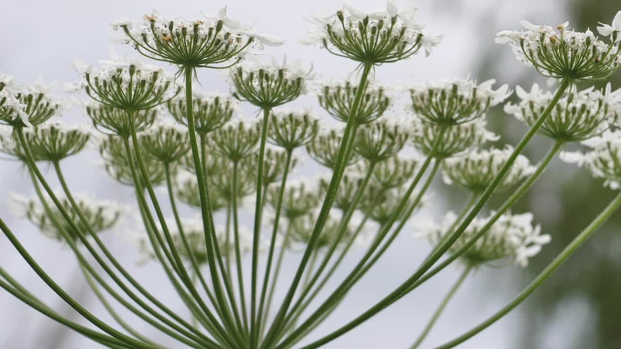 큰 흰색 꽃, heracleum manteggazzianum에 대한 거대한 hogweed