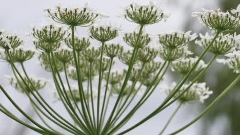 giant hogweed against with large white flowers, heracleum manteggazzianum