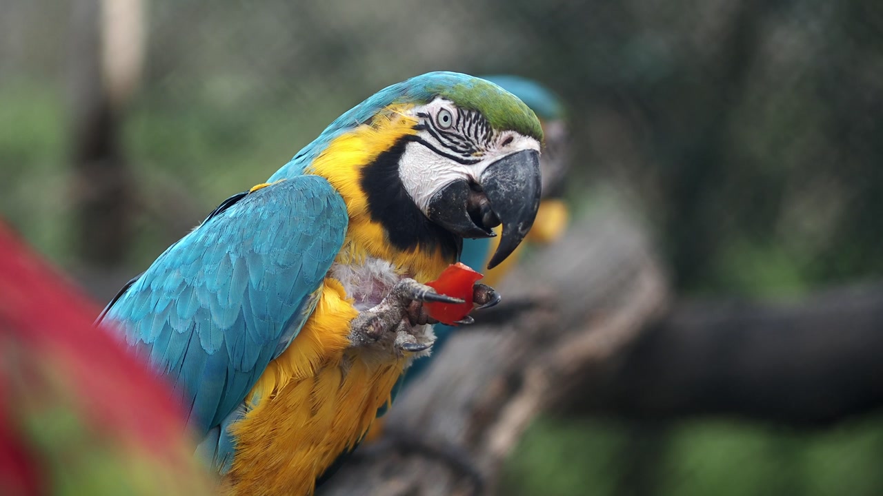 Blue and Yellow Macaw Parrot Eating a Red Fruit
