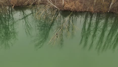 Luftaufnahme-–-Filmische-Kranaufnahme-Eines-Reihers,-Der-Mitten-Im-Wasser-Auf-Einem-Baum-Liegt