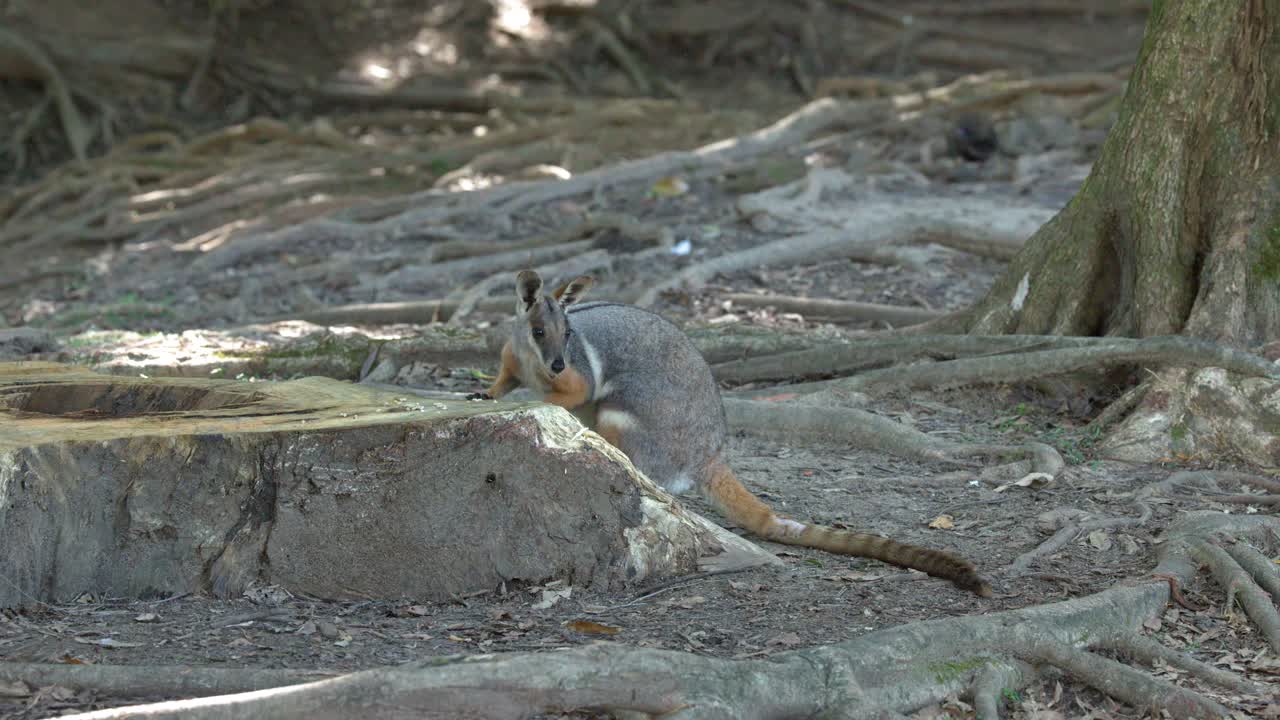 Un wallaby di palude annusa e cerca cibo attorno a un grande ceppo d'albero in una foresta ombreggiata.