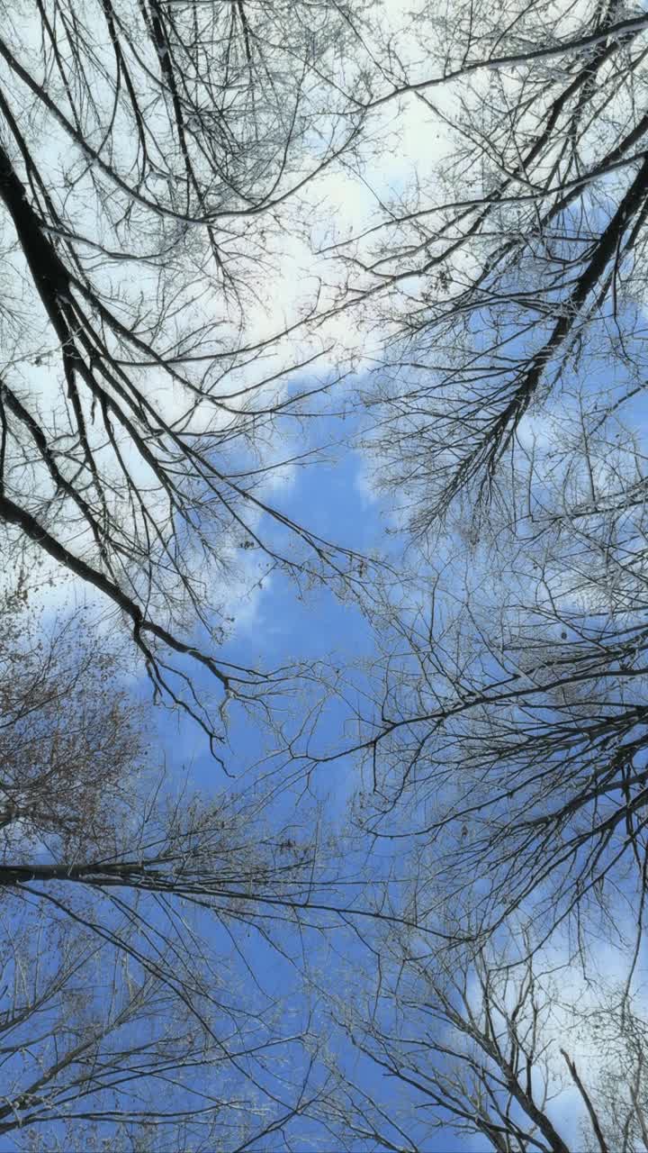 Blue sky in winter with frozen trees, vertical video with motion