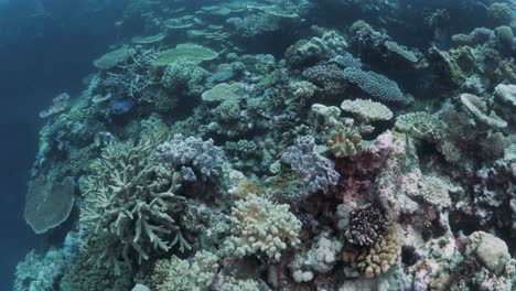 un profundo sistema de arrecifes de coral de colores vibrantes adecuado para los buzos para explorar