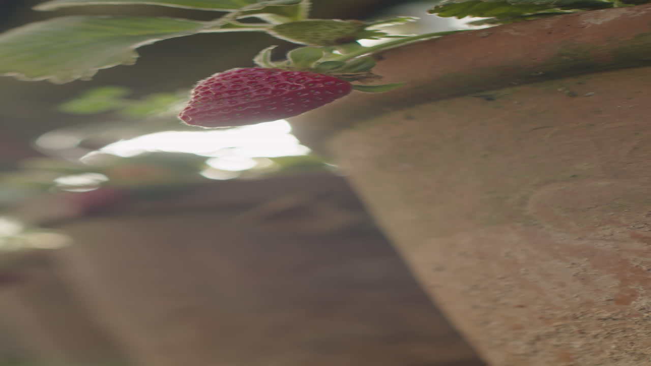 Ripe Strawberry Planted in Ceramic Pot