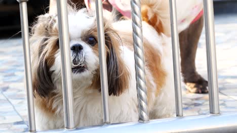 adorable shih-tzu ladrando a un extraño