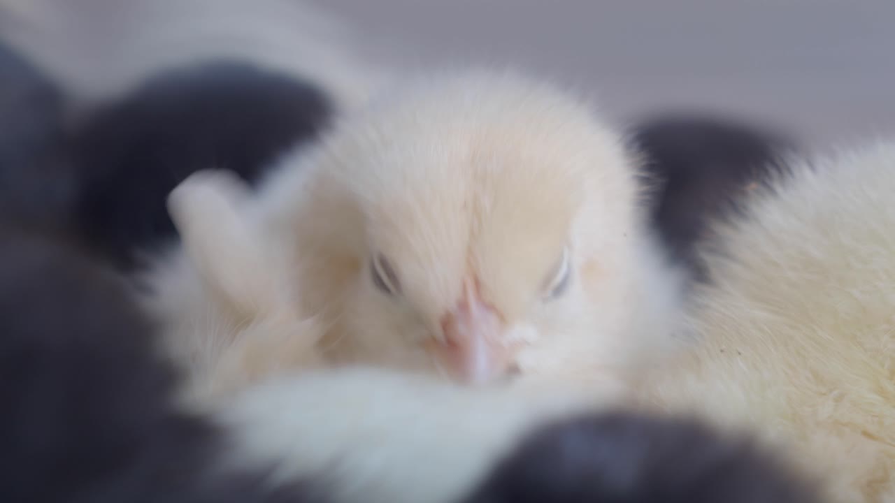 새끼 의 클로즈업