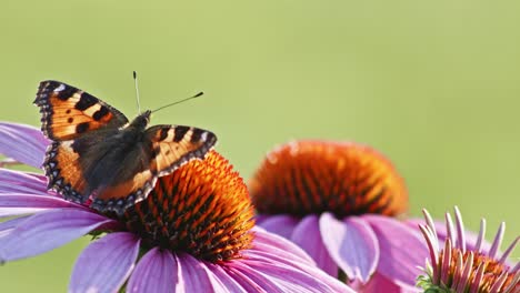 Extreme-Nahaufnahme-Makroaufnahme-Eines-Orangefarbenen-Kleinen-Schildpattschmetterlings,-Der-Auf-Lila-Sonnenhut-Mit-Weit-Geöffneten-Flügeln-Sitzt