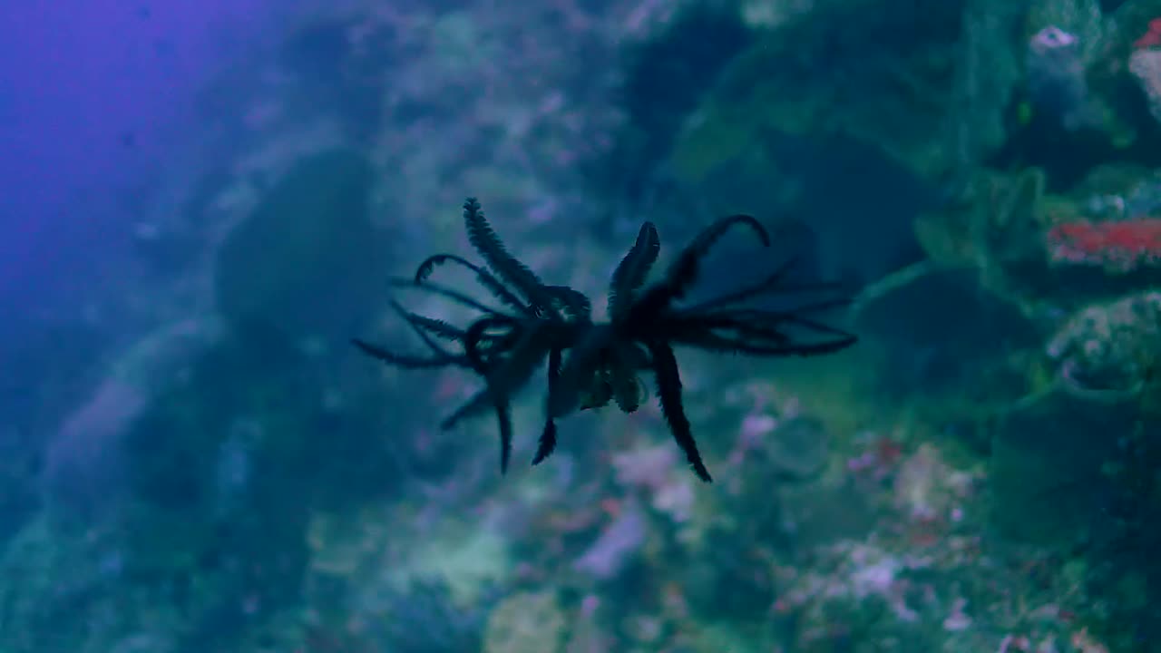 la belleza del océano