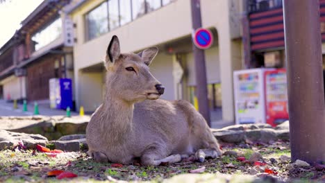 the best view in nara