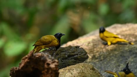 Black-crested-Bulbul,-Rubigula-flaviventris-and-Black-headed-Bulbul,-Brachypodius-melanocephalos,-Thailand