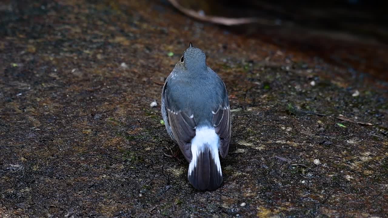 이 암컷 plumbeous redstart는 수컷만큼 화려하지는 않지만 확실히 귀여운 새의 공처럼 푹신합니다.