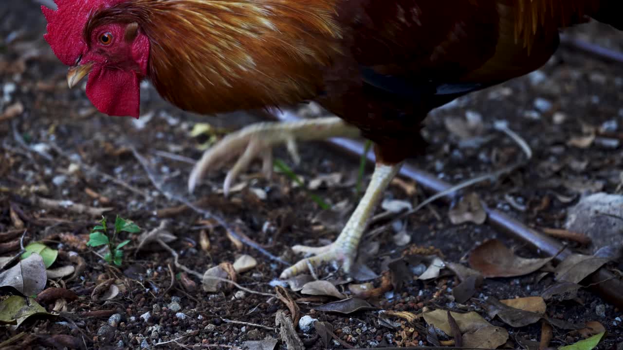 Closeup Of Colorful Rooster Pecking In The Farm Yard Dirt Free Stock Video  Footage Download Clips Nature