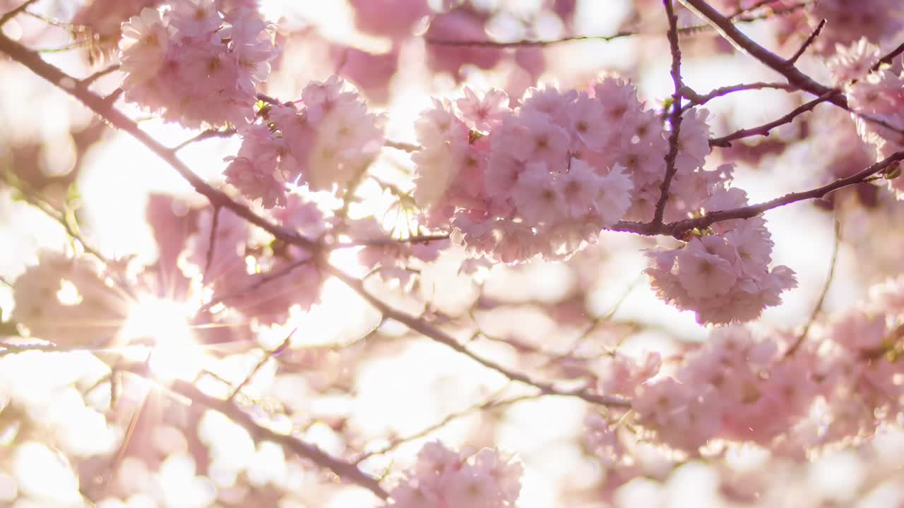 Close-up video angle of sunlit cherry blossoms, capturing a dreamy, serene spring vibe