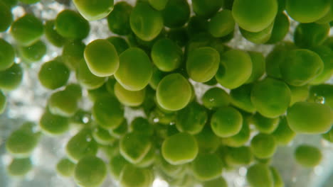 fresh green peas in water