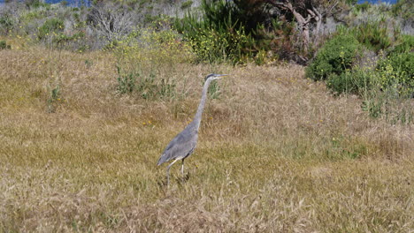 großer blauer reiher, der in big sur spaziert