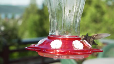 hummingbird flies and lands on garden feeder, close up shot