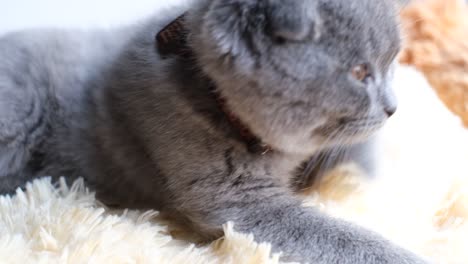 gray scottish fold cat lying down