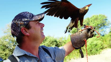 falcon eagle perching on mans hand