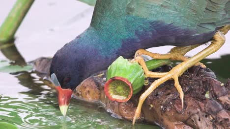 colorful purple gallinule bird drinking water close up in slow motion