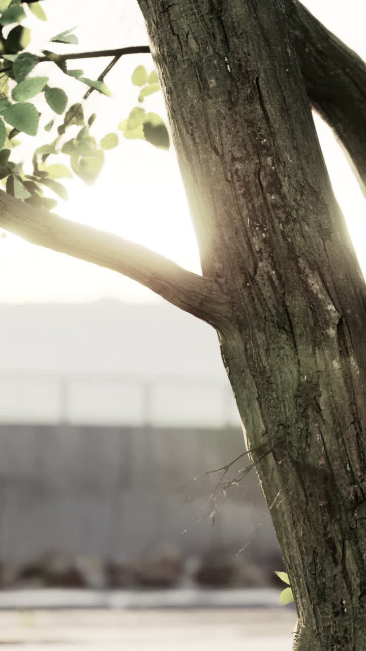 햇빛에 나무 줄기