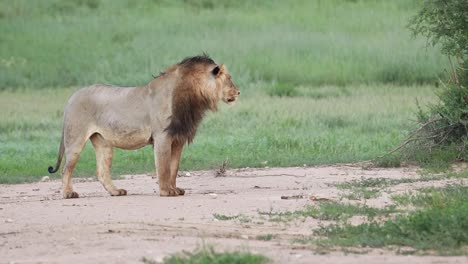 beautiful black-maned lion brothers turning over a rock and scent marking a bush, kgalagadi transfrontier park